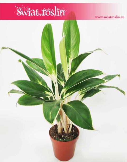 Aglaonema FLN011, Aglonema FLN011, sklep z roslinami online