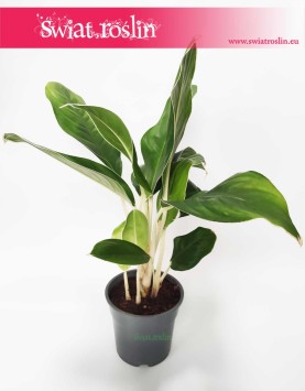 Aglaonema Cintho King, Aglonema Cintho King