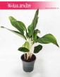 Aglaonema Cintho King, Aglonema Cintho King