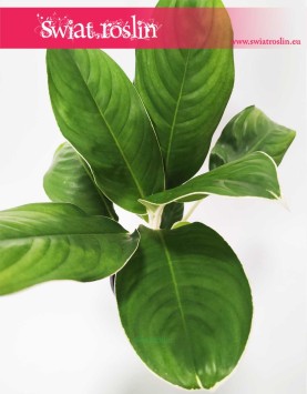 Aglaonema Cintho King, Aglonema Cintho King, rośliny doniczkowe