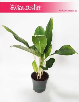 Aglaonema Cintho King, Aglonema Cintho King, sklep z roślinami Kraków