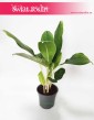Aglaonema Cintho King, Aglonema Cintho King, sklep z roślinami Kraków