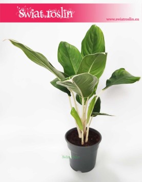 Aglaonema Cintho King, Aglonema Cintho King, sklep z roślinami