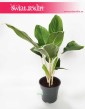 Aglaonema Cintho King, Aglonema Cintho King, sklep z roślinami