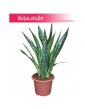Sansewieria Jiboia, Wężownica, Sansevieria Jiboia 3