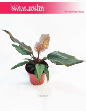 Philodendron Green Saw, Filodendron Green Saw