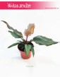 Philodendron Green Saw, Filodendron Green Saw