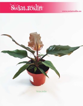 Philodendron Green Saw, Filodendron Green Saw, wysyłka roślin doniczkowych sklep