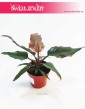 Philodendron Green Saw, Filodendron Green Saw, wysyłka roślin doniczkowych sklep