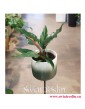 Philodendron Green Saw, Filodendron Green Saw, rośliny sklep online wysyłka