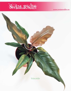 Philodendron Green Saw, Filodendron Green Saw, rośliny doniczkowe KRaków