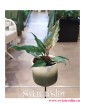 Philodendron Green Saw, Filodendron Green Saw, Rosliny Kraków