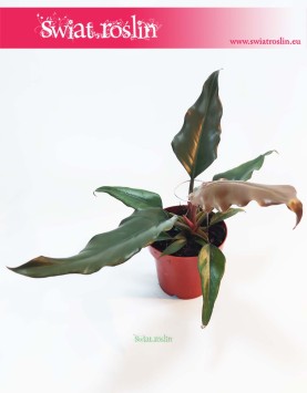 Philodendron Green Saw, Filodendron Green Saw sklep internetowy online