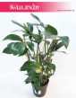 Raphidophora decursiva Dragon Tail, Filodendron Dragon Tail, Philodendron Dragon Tail sklep z roślinami