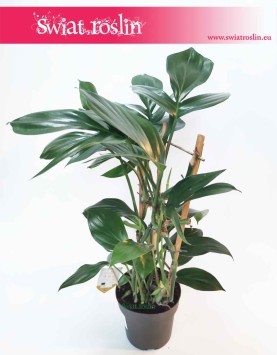 Raphidophora decursiva Dragon Tail, Filodendron Dragon Tail, Philodendron Dragon Tail internetowy sklep z roślinami online