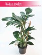 Raphidophora decursiva Dragon Tail, Filodendron Dragon Tail, Philodendron Dragon Tail internetowy sklep z roślinami online