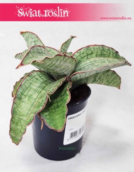 Sansevieria Star Green Granite, Sansewieria Star Green Granite, Sansewiera Star Green Granite, Wężownica, rośliny online