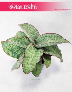Sansevieria Star Green Granite, Sansewiera Star Green Granite, Wężownica, internetowy sklep z roślinami online, wysyłka roślin
