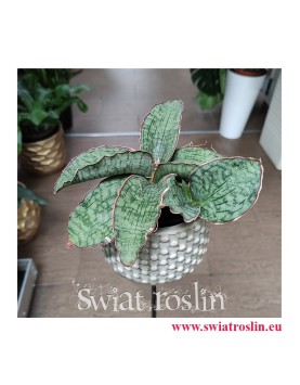Sansevieria Star Green Granite, Sansewieria Star Green Granite, Sansewiera Star Green Granite, Wężownica, kwiaty doniczkowe