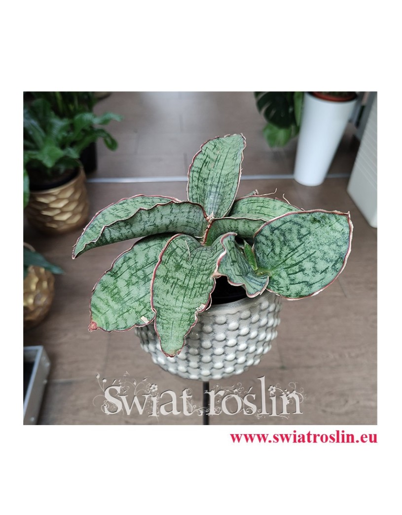 Sansevieria Star Green Granite, Sansewieria Star Green Granite, Sansewiera Star Green Granite, Wężownica, kwiaty doniczkowe