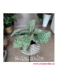 Sansevieria Star Green Granite, Sansewieria Star Green Granite, Sansewiera Star Green Granite, Wężownica, kwiaty doniczkowe