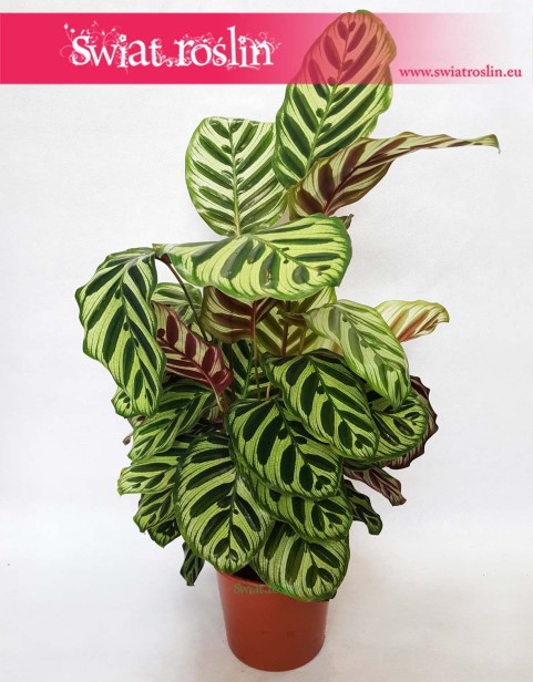 Kalatea Makoyana, Calathea Makoyana, rośliny doniczkowe sklep online internetowy