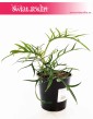 Filodendron Tortum, Philodendron Tortum