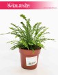 Paproć Duffy, Nephrolepis Cordifolia Duffy, Paprotka Duffy