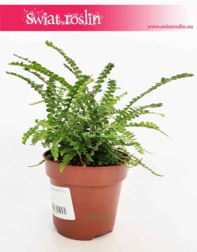 Paproć Duffy, Nephrolepis Cordifolia Duffy, Paprotka Duffy, sklep z roślinami w Krakowie