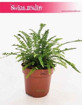 Paproć Duffy, Nephrolepis Cordifolia Duffy, Paprotka Duffy, sklep internetowy online