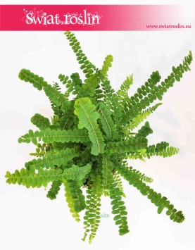 Paproć Duffy, Nephrolepis Cordifolia Duffy, Paprotka Duffy, modne rośliny