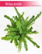 Paproć Duffy, Nephrolepis Cordifolia Duffy, Paprotka Duffy, modne rośliny