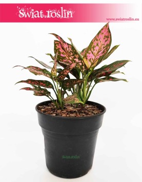 Aglaonema Anyamanee Red, Aglonema Anyamanee Red, sklep z roślinami online