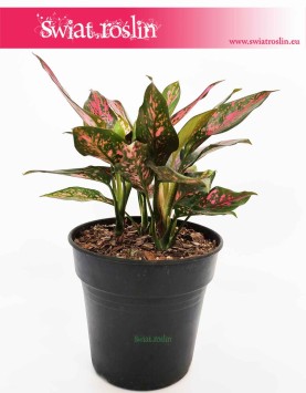 Aglaonema Anyamanee Red, Aglonema Anyamanee Red, rośliny doniczkowe