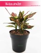 Aglaonema Anyamanee Red, Aglonema Anyamanee Red, rośliny doniczkowe