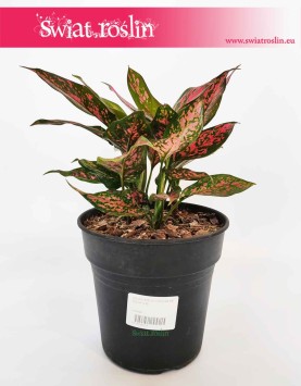 Aglaonema Anyamanee Red, Aglonema Anyamanee Red, kwiaty doniczkowe sklep online