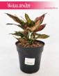 Aglaonema Anyamanee Red, Aglonema Anyamanee Red, kwiaty doniczkowe sklep online