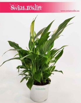 Spathiphyllum Bellini, Skrzydłokwiat Bellini, sklep z roślinami Kraków, Kraków Rośliny doniczkowe