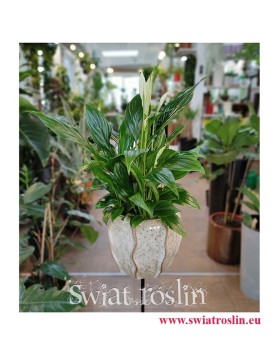 Spathiphyllum Bellini, Skrzydłokwiat Bellini, rośliny do biura, rośliny na parapet, popularne rośliny