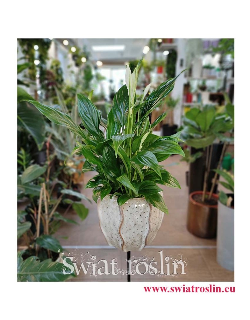 Spathiphyllum Bellini, Skrzydłokwiat Bellini, rośliny do biura, rośliny na parapet, popularne rośliny