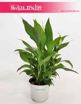 Spathiphyllum Bellini, Skrzydłokwiat Bellini, kwiaty doniczkowe sklep online