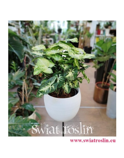 Syngonium Pixie, Syngonium Podophyllum Pixie, Zroślicha, kwiaty doniczkowe sklep internetowy online, wysyłka roślin doniczkowych