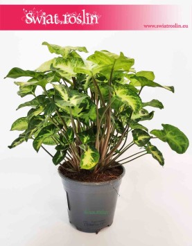 Syngonium Pixie, Syngonium Podophyllum Pixie, Zroślicha, internetowy sklep z roslinami online