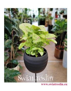 Syngonium Sunshine, Syngonium Podophyllum Sunshine, Zroślicha, sklep z roślinami w Krakowie