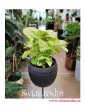 Syngonium Sunshine, Syngonium Podophyllum Sunshine, Zroślicha, sklep z roślinami w Krakowie