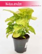 Syngonium Sunshine, Syngonium Podophyllum Sunshine, Zroślicha, rośliny sklep internetowy