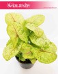 Syngonium Sunshine, Syngonium Podophyllum Sunshine, Zroślicha, kwiaty doniczkowe