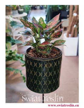 Aglaonema 'Anyamanee Red' Aglonema