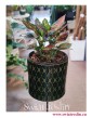 Aglaonema 'Anyamanee Red' Aglonema