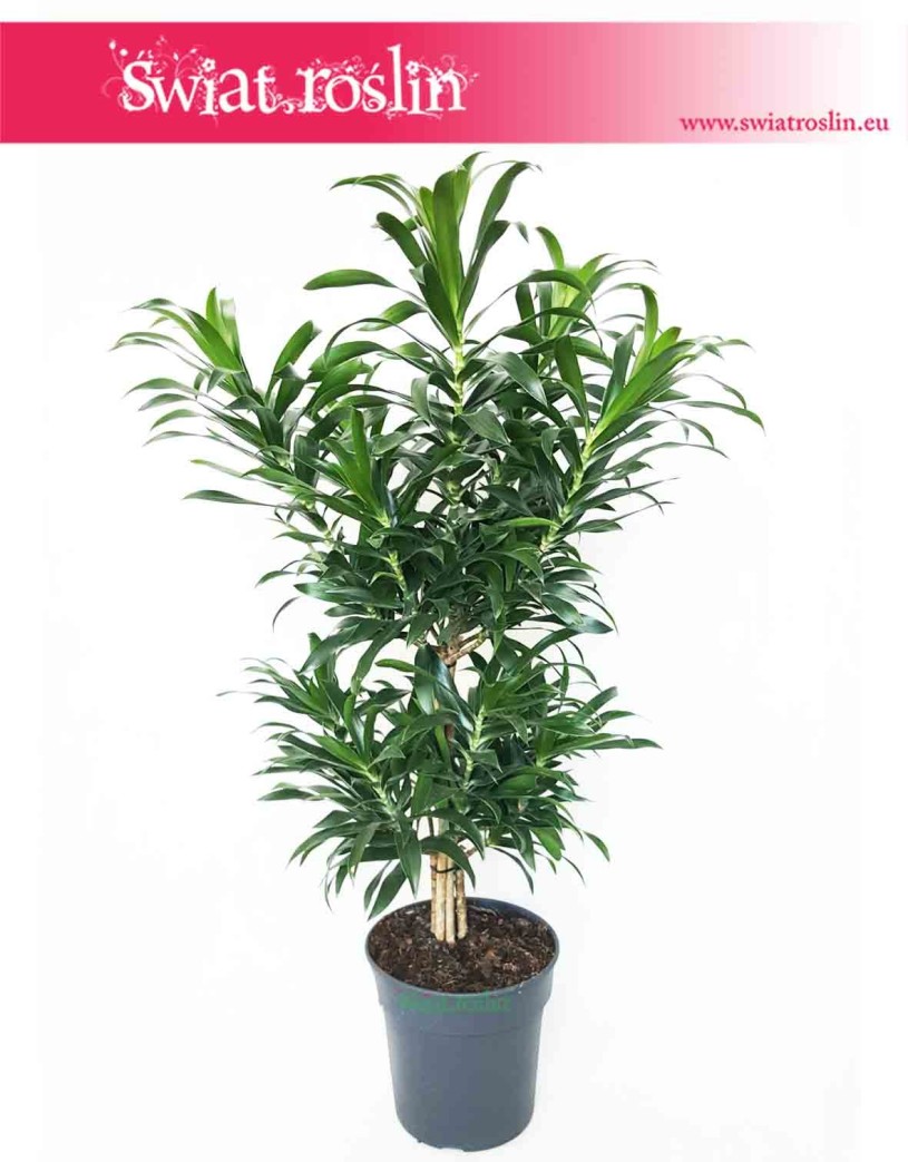 Dracena Reflexa, Dracaena Reflexa, Pleomele Reflexa, Dracena Odwrócona